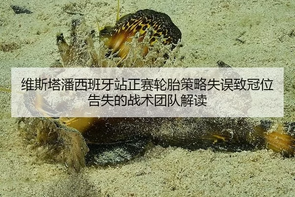 wei-si-ta-pan-xi-ban-ya-zhan-zheng-sai-lun-tai-ce-lve-shi-wu-zhi-guan-wei-gao-shi-de-zhan-shu-tuan-dui-jie-du-2-518.jpg